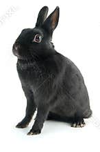 Black rabbit