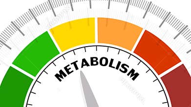 Metabolism Level Concept