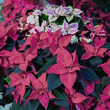Christmas plant symbol, christmas star, red poinsettia flowers. View from above holiday plants. Wallpaper