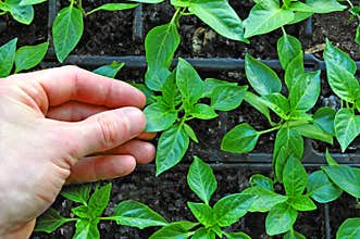 Agriculture plants farming