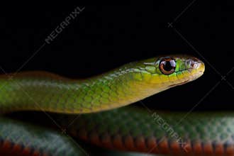 Green red-bellied snake Erythrolamprus jaegeri