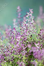 Blooming wildflowers with copy space