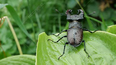 Big male stag beetle on a wet green leave after rain, slow motion.