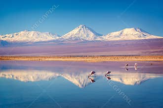 Snowy Licancabur volcano in Andes montains reflecting in the wate of Laguna Chaxa with Andean flamingos, Atacama salar Chile