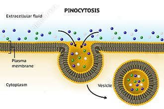 Pinocytosis. Cell transport