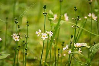 Beautiful white water violet bach flowers blossoming in the forest pond.