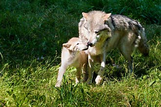 Grey Wolf and Pup