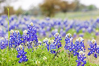 Texas Bluebonnet wildflowers