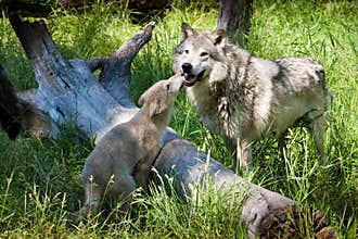 Grey Wolf with Pup
