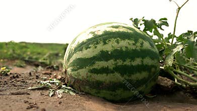 Close up striped watermelon growing on the field.