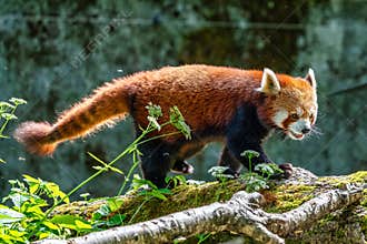 The red panda, Ailurus fulgens, also called the lesser panda.