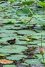 Lotus and Blackwater Chicken
