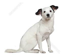 Mixed-breed dog, 3 years old, sitting
