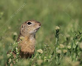 European ground squirrel (Spermophilus citellus)