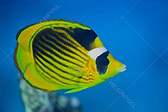 Raccoon Butterflyfish