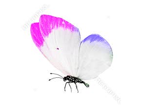 butterfly isolated on white background. wings with purple, blue, green, red