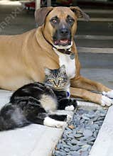 Dog and Cat
