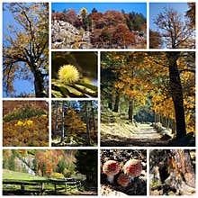 Autumn collage