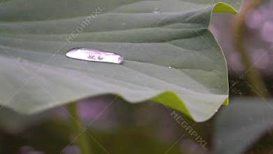 Lotus leaf in rains