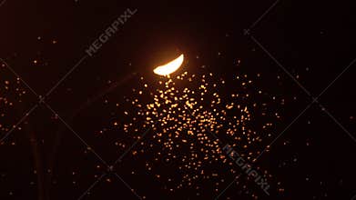 Ephemera hainanensis - mayfly or also known as fishflies, shadflies or up-winged flies. Mayflies swarming around street lights at
