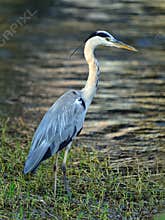 Grey Heron