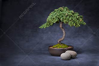Bonsai Tree And Stones Background