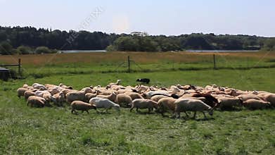 A border collie controlling a herd of sheep during farm day