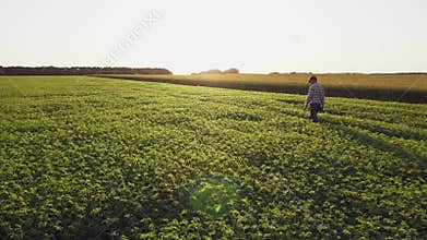 Fresh green chickpeas field. Farmer walking