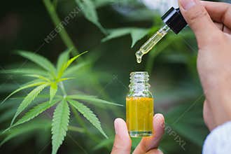 Cbd hemp oil, doctor hand hold and offer to patient medical marijuana and oil., legal light drugs prescribe, alternative remedy or