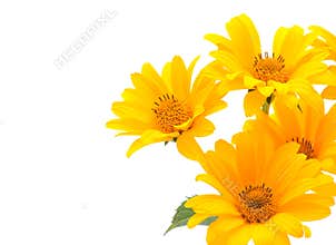 Yellow flowers