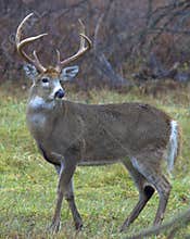 Whitetail Buck