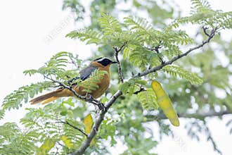 White browed robin-chat in Kruger National park, South Africa