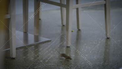 Slow motion the house mouse running around furniture of kitchen inside house
