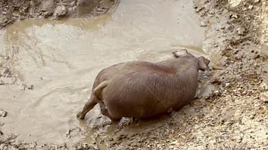 Slow Motion of Black iberian pigs lay down mud pond field. Pig in nasty clay