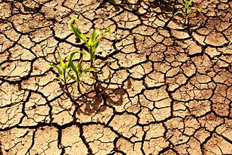 Drought, dry earth.
