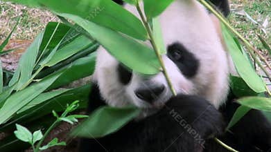 Close up of a Cute Giant panda eating bamboo zoo