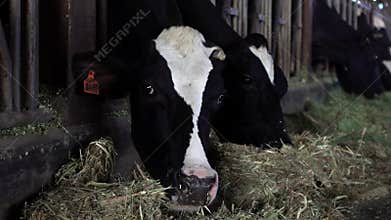 Cow in barn of a dairy farm. Holstein cows feeding. Agriculture industry