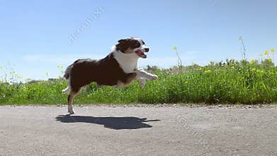 Dog running fast on road