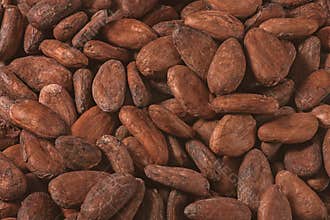Raw cocoa beans texture