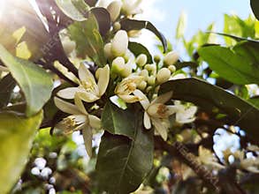 Fragrant orange citrus flowers in spring