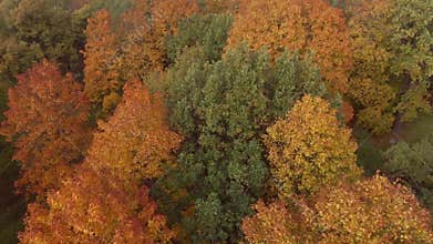 Epic flight over autumn forrest. Colorful trees drone aerial.