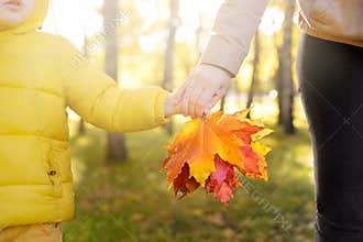 Little boy with his mother collecting maple leaves during stroll in the forest at sunny autumn day. Active family time on nature