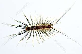 Centipede