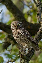 Little Owl in an apple tree