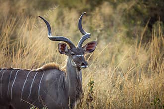 GReater kudu in Kruger National park, South Africa
