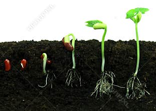 Germination of beans
