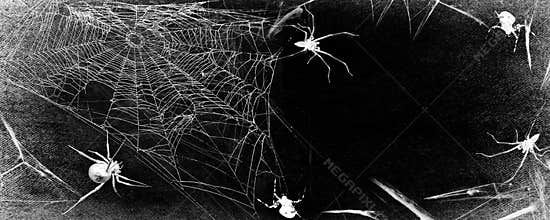 Spiderweb with spiders isolated on black grunge background. Halloween party panoramic black and white illustration