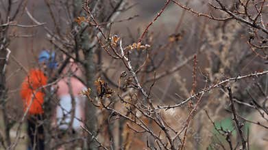 Children Running In The Woods