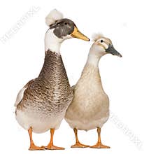Male and female Crested Ducks, 3 years old
