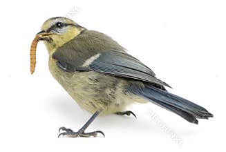 Young Blue Tit, Cyanistes caeruleus, eating worm